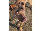 Adopt Wynter a Pit Bull Terrier, Mixed Breed