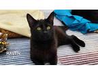 Adopt Raven a Domestic Short Hair