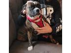 Adopt Gianna a Boxer, Pit Bull Terrier