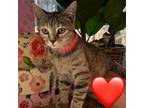 Adopt Nala a Domestic Short Hair