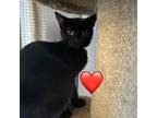 Adopt Annabeth a Domestic Short Hair