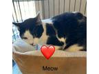 Adopt Meow-Meow a Domestic Short Hair