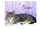 Adopt Cosmo a Domestic Short Hair, Tabby