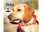 Adopt ZOEY a Beagle, Dachshund