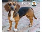 Adopt LEIA a Beagle, Dachshund