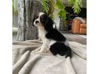 Cavalier King Charles Spaniel Puppy for sale in Lake Stevens, WA, USA