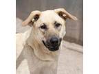 Adopt SHAKIRA a Labrador Retriever, Australian Shepherd