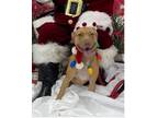Adopt Sasha a American Staffordshire Terrier