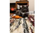 Adopt Smudge (adoption fee waived) a Domestic Long Hair