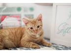 Adopt Stefani (bonded w/ Lady Gaga) a Tabby, Domestic Short Hair