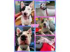 Adopt Piper a Bull Terrier