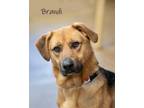 Adopt Brandi a German Shepherd Dog