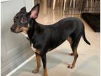 Adopt Diane a Manchester Terrier, Mixed Breed