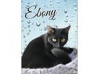 Adopt Ebony a Domestic Short Hair, Bombay