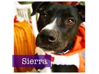 Adopt Sierra a Black Labrador Retriever, Terrier