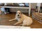 Adopt Brooke a Great Pyrenees