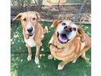 Memphis, Labrador Retriever For Adoption In Agua Dulce, California