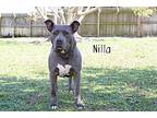 Nilla, American Pit Bull Terrier For Adoption In Sebastian, Florida