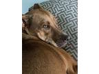 Willa, American Pit Bull Terrier For Adoption In Charleston, South Carolina