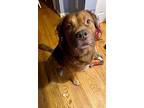Rusty, Labrador Retriever For Adoption In White Plains, New York
