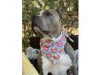 Gracie, American Staffordshire Terrier For Adoption In Charleston