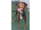 Athena, Doberman Pinscher For Adoption In Agua Dulce, California