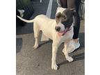 Ava, American Staffordshire Terrier For Adoption In Charleston, South Carolina