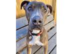 Colt 2, American Staffordshire Terrier For Adoption In White Plains, New York