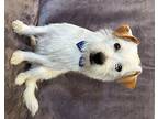 Casper, Terrier (unknown Type, Small) For Adoption In Lodi, California