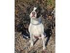 Beautiful Ms Bellie = Woohoo !, American Staffordshire Terrier For Adoption In