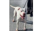 Charming Charlie, American Staffordshire Terrier For Adoption In White Plains