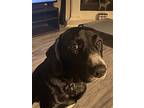 Binny, Labrador Retriever For Adoption In Rowlett, Texas
