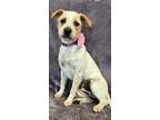 Annie Oakley, Border Terrier For Adoption In Lodi, California