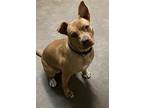 Kieva, Terrier (unknown Type, Medium) For Adoption In Davie, Florida
