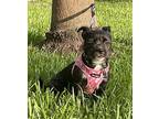 Charm, Cairn Terrier For Adoption In Davie, Florida