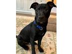 Parsley (herb Siblings), Labrador Retriever For Adoption In White Plains