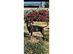 Badger, Doberman Pinscher For Adoption In Studio City, California