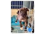 Apollo (mama Amelia's Litter), American Staffordshire Terrier For Adoption In