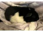 Ferb, Guinea Pig For Adoption In San Gabriel, California