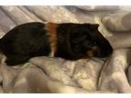 Phineas, Guinea Pig For Adoption In San Gabriel, California