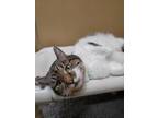 Babette, Domestic Shorthair For Adoption In Corvallis, Oregon