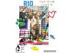 Rio, Domestic Shorthair For Adoption In Converse, Texas