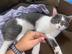 Wasabi, Domestic Shorthair For Adoption In Chiefland, Florida