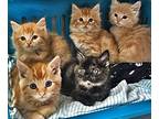 Cats And Kittens, Domestic Shorthair For Adoption In Elmira, California