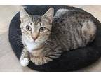 Feather, Domestic Shorthair For Adoption In Massapequa, New York
