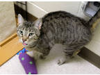 Dwight Pp W/ Butters, Domestic Shorthair For Adoption In Ann Arbor, Michigan