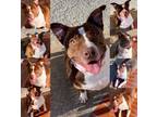 Adopt MAYA a Pit Bull Terrier, American Staffordshire Terrier