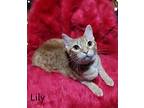 Lily, Domestic Shorthair For Adoption In Depauw, Indiana