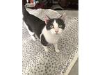 Spooky, Domestic Shorthair For Adoption In Chicago, Illinois