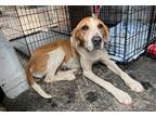 Adopt TT a Treeing Walker Coonhound, Mixed Breed